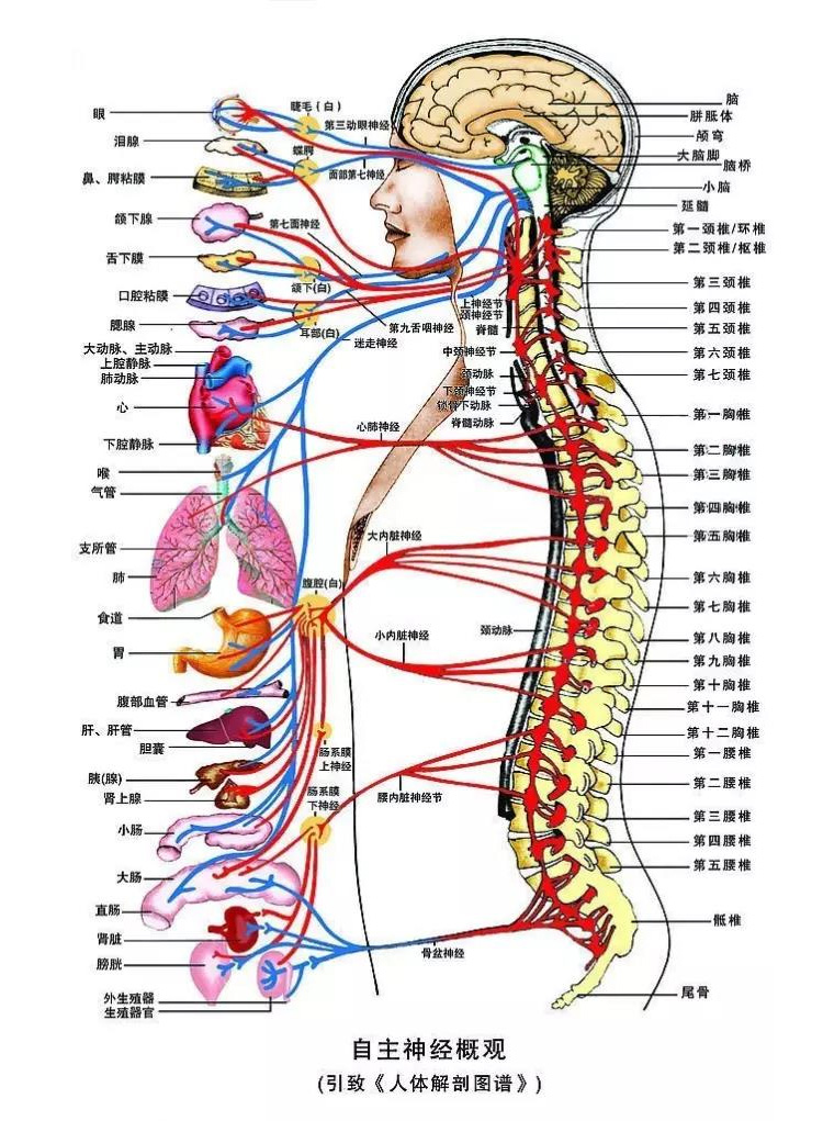 肋骨对应的内脏器官图图片