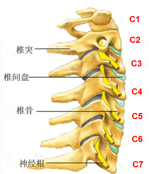 颈椎位置图图片